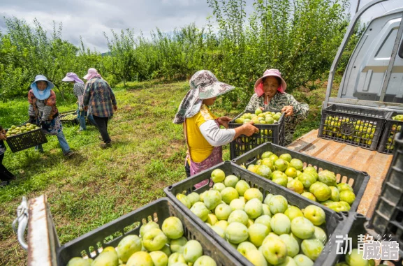 水蜜桃一三三三区丰收在即，农民积极备战市场需求与品质提升的双重挑战