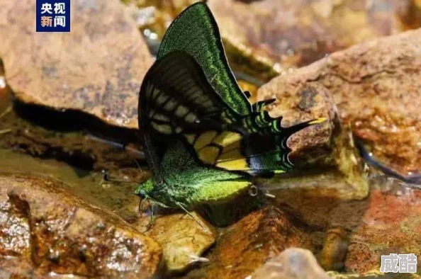 梦幻西游手游：最新热门超级大熊猫获取技巧详解