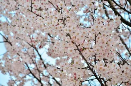 我可以深入接触你樱花ExploringtheculturalandsymbolicsignificanceofcherryblossomsinJapan