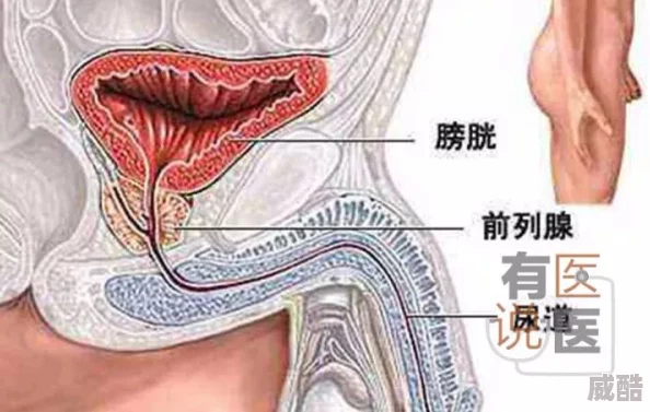 男女脱胱曰批的全过程危害身心健康传播不良信息违法违规切勿尝试