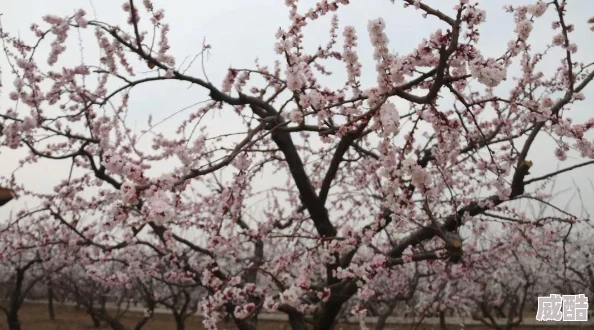 桃花AAA视频画质模糊内容空洞浪费时间