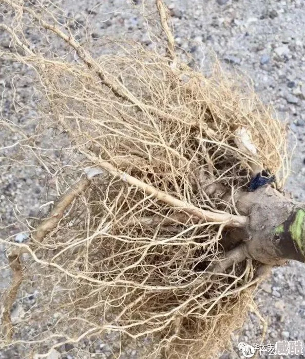 根太软容易倒伏抗压能力差不耐风雨产量低成本高