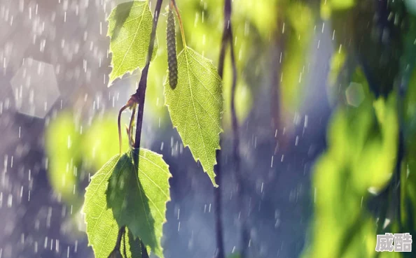 热带雨删掉的8分是多少为什么含蓄内敛的情感表达更具张力为何回味无穷